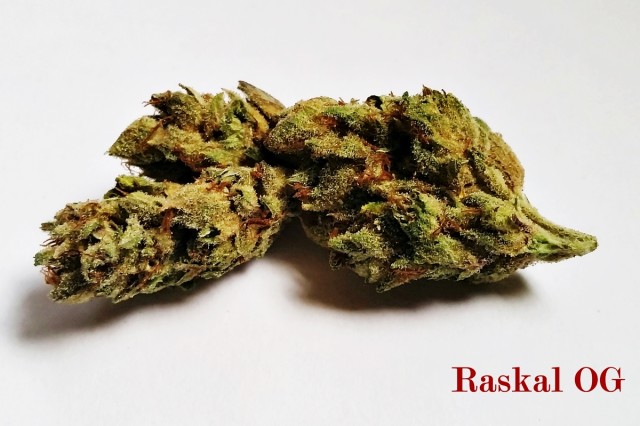 My Favorite Strains: Raskal OG , Source: Original photography by Phe Harpha for Weedist.com