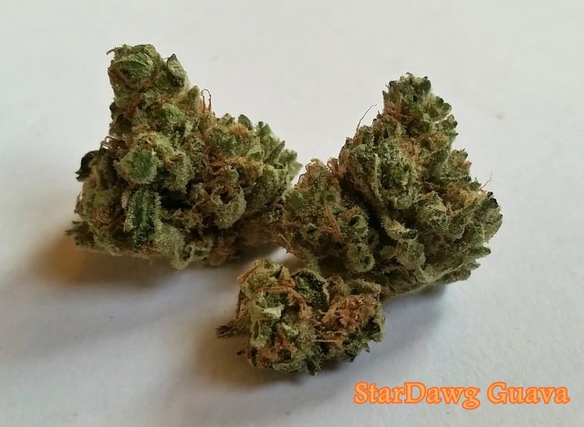 My Favorite Strains: Stardawg Guava, Source: Original photo for Weedist.com by Phe Harpha