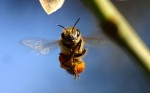 New Study: Honeybees Will Replace Drug-Sniffing Dogs