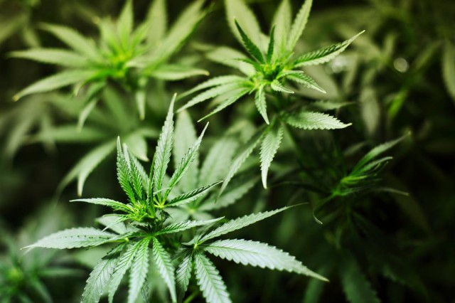 Unregulated Pesticide Use Concerns Cannabis Consumers, Source: http://static.ladepeche.fr/content/media/image/zoom/2015/06/24/shutterstock-66-0df67125040-original.jpg
