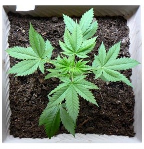 Book Review Kick-Ass Cannabis and Veggies (2) - Weedist