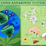Endocannabinoid System.Cannabis Receptors.Weedist, Source: http://www.exohuman.com/wordpress/2013/03/we-are-wired-to-respond-to-cannabis/