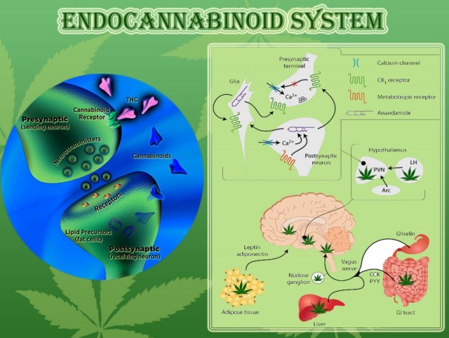 Endocannabinoid System.Cannabis Receptors.Weedist, Source: http://www.exohuman.com/wordpress/2013/03/we-are-wired-to-respond-to-cannabis/