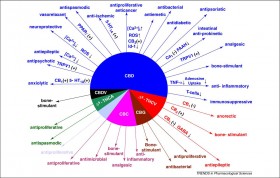 Major Compounds in Cannabis and the Impact to Your High