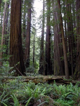 Discovery Channel Working On Humboldt County Marijuana Trade