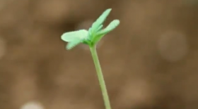 Time-lapse Cannabis Growing