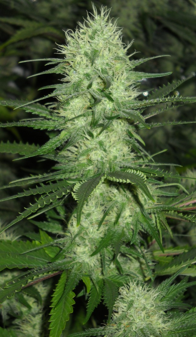 Grow - Durban x6 Source: Denver Green Beaker