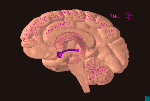 THC affects on the brain - marijuana tolerance break THC affects on the brain - marijuana tolerance break, Source: http://www.drugabuse.gov/sites/default/files/slide-21.gif