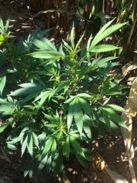 Drought Makes Marijuana an Easy Mark for Indiana Eradication Effort