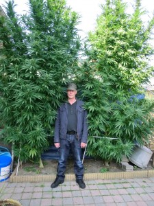 Choosing a Plant Shape for Your Marijuana. Source: http://eastcoastmarijuana.net/wp-content/uploads/2011/03/outdoor-plants.jpg
