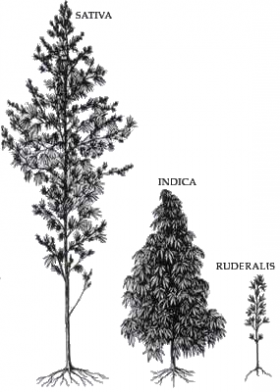 Differences Between Sativa and Indica Marijuana