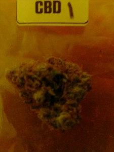 The First Annual ‘The Hemp Connoisseur’: Part 4: Strain Reviews 3; Source Prospero