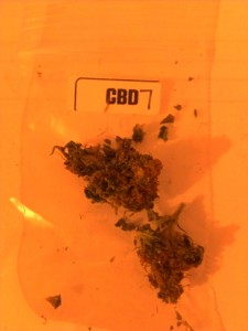 The First Annual "The Hemp Connoisseur': Part 2: Strain Reviews 1; Source: Prospero
