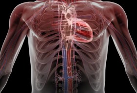 Cannabis and Heart Disease | Granny Storm Crow MMJ Reference