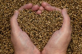 Cannabis and Nutrition | Granny Storm Crow’s MMJ Reference