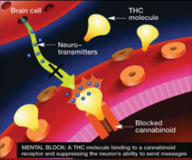 Smoke Less to Get Higher? The Endogenous Cannabinoid Receptors