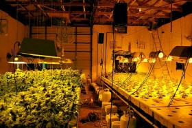 $1 Million L.A. Pot Farm Seized