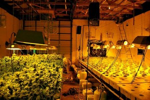 $1 Million L.A. Pot Farm Seized