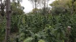 $10 Million Marijuana Farm Found in Chicago