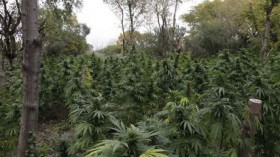 $10 Million Marijuana Farm Found in Chicago