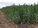 If Voters OK Hemp, Unclear if Farmers Would Grow It