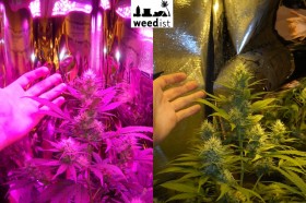 RhinoGrow LED Grow Light Comparison – Part 2