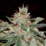 sage strain; source: http://www.degausspress.com/cpr/strains/sage.jpg