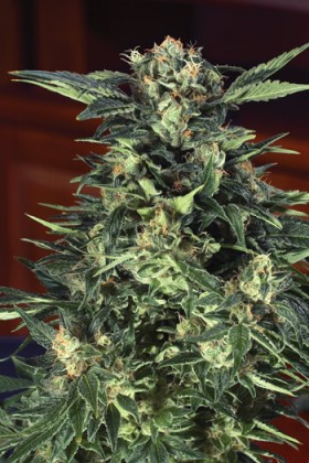 Pot Prices – November 2012