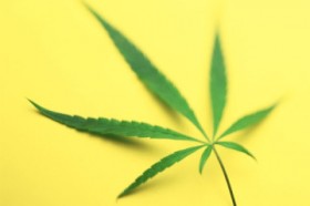 Don’t Eat Daddy’s Cookies: How to Talk to Your Kids About Pot
