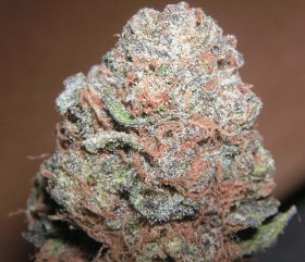 My Favorite Strains: Purple Kush