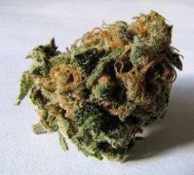 Quinnipiac Pollster Calls Marijuana Legalization “Just a Matter of Time”