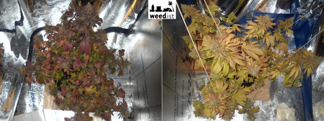 LED grow light comparison grow test