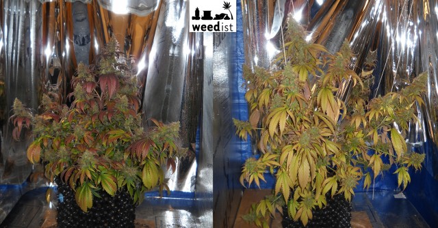 LED grow light comparison grow test