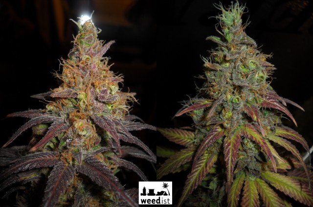LED grow light comparison grow test