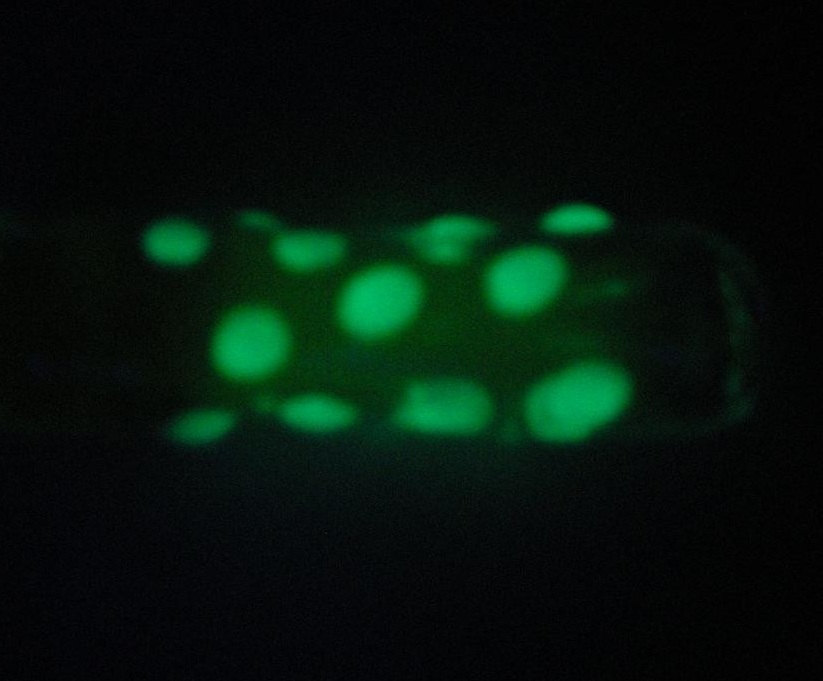Piece of the Week | Glow in the Dark Paraphernalia - Chillum