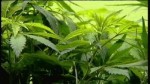 Poll: Iowans Support Medicinal Marijuana