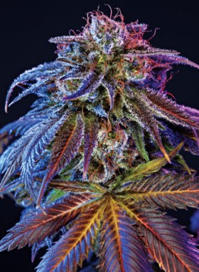 Pot Prices – January 2013