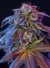 Pot Prices – January 2013