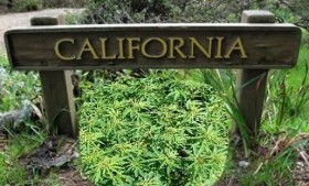 Oakland Complains of ‘Twilight Zone’ Medical Marijuana Case