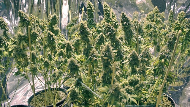 colorado weed acadamy nasa scientist Source http://content.animalnewyork.com/wp-content/uploads/nasa-weed-colorado.jpg