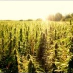 kentucky hemp bill Source http://stopthedrugwar.org/files/imagecache/300px/hemp_sunrise_3.jpg