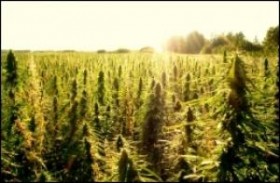 Mitch McConnell Endorses Kentucky Hemp Bill