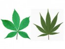 Ohio State Buckeyes vs. Marijuana Leaf- Pulled Over for Decal