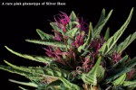 The Haze Craze – Origins and Top Ten Strains