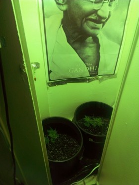 Closet 2 - juice cannabis, Source: Prospero
