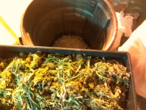 Bubble Hash 1 - bag, Source: Prospero