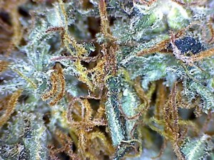 Goldberry = Pot of Gold x Blueberry 