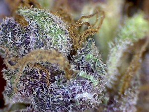 Grape Crush 