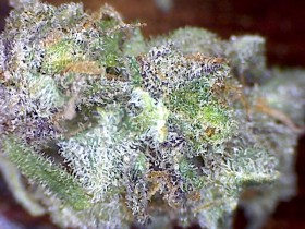 Strain Reviews: Indica and Indica Dominant Cannabis for Sleep Aid and Pain Relief