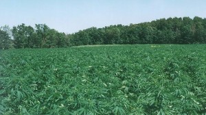 hemp field kentucky industrial hemp Source http://assets.blog.norml.org/wp-content/uploads/2008/04/hempfield.JPG